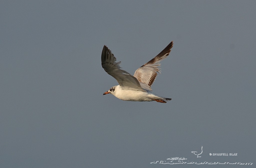 jeune mouette mélanocéphale en vol