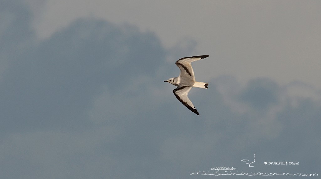 jeune mouette tridactyle en vol