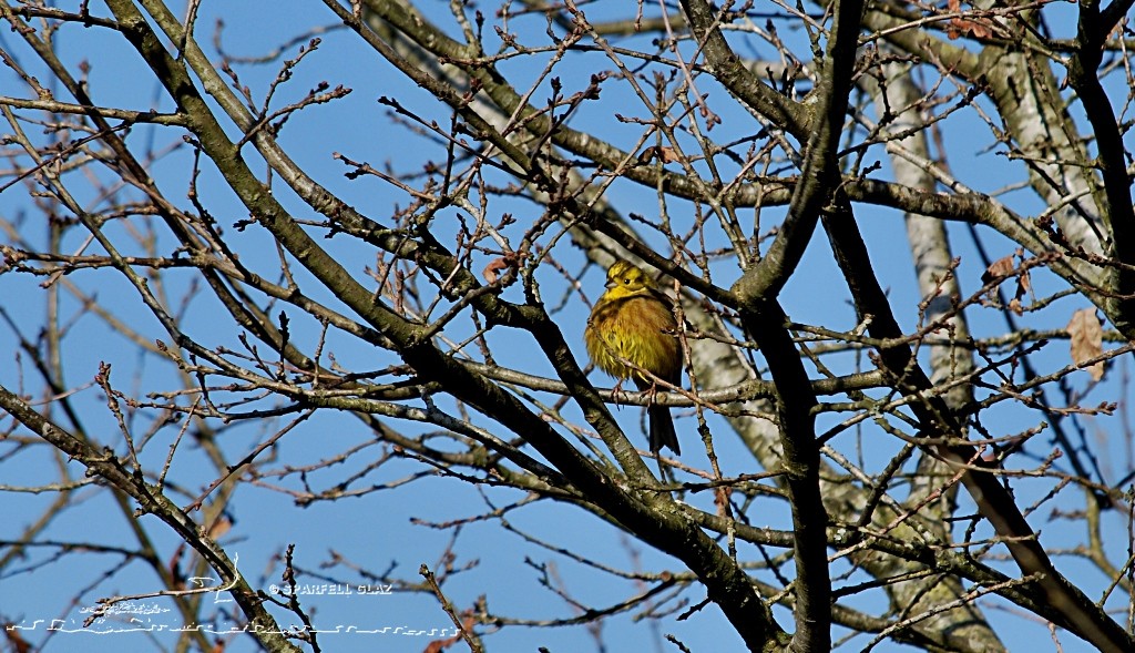 Mâle de Bruant jaune