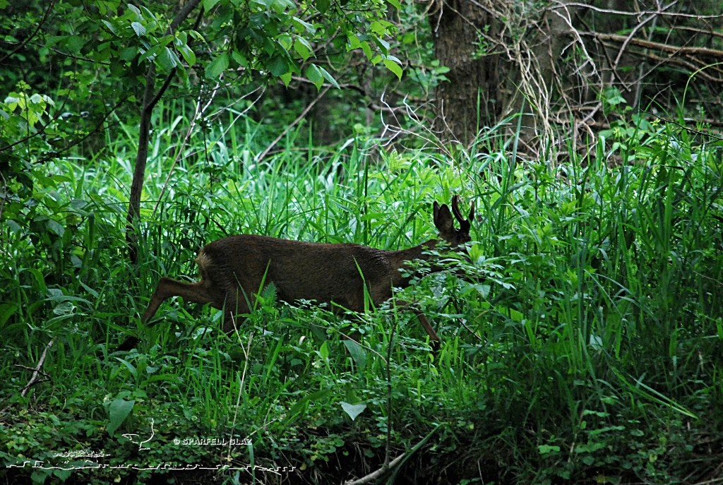Brocart en sous-bois