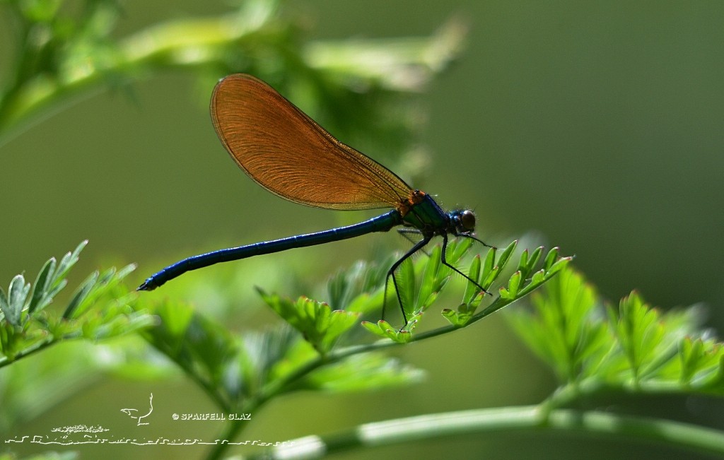 Calopteryx vierge au repos