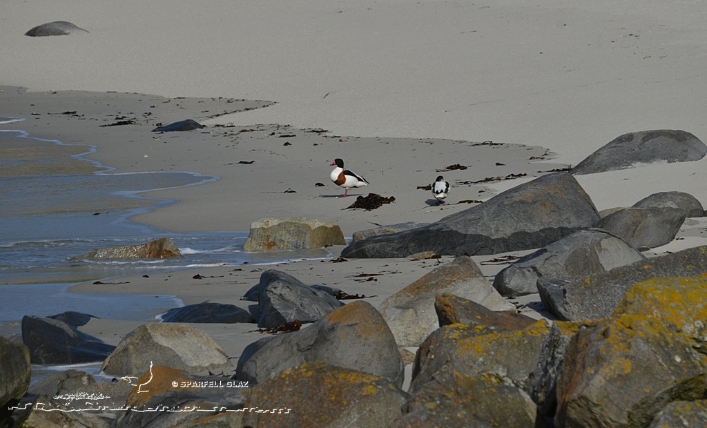 Couple de Tadornes de Belon au repos sur une plage