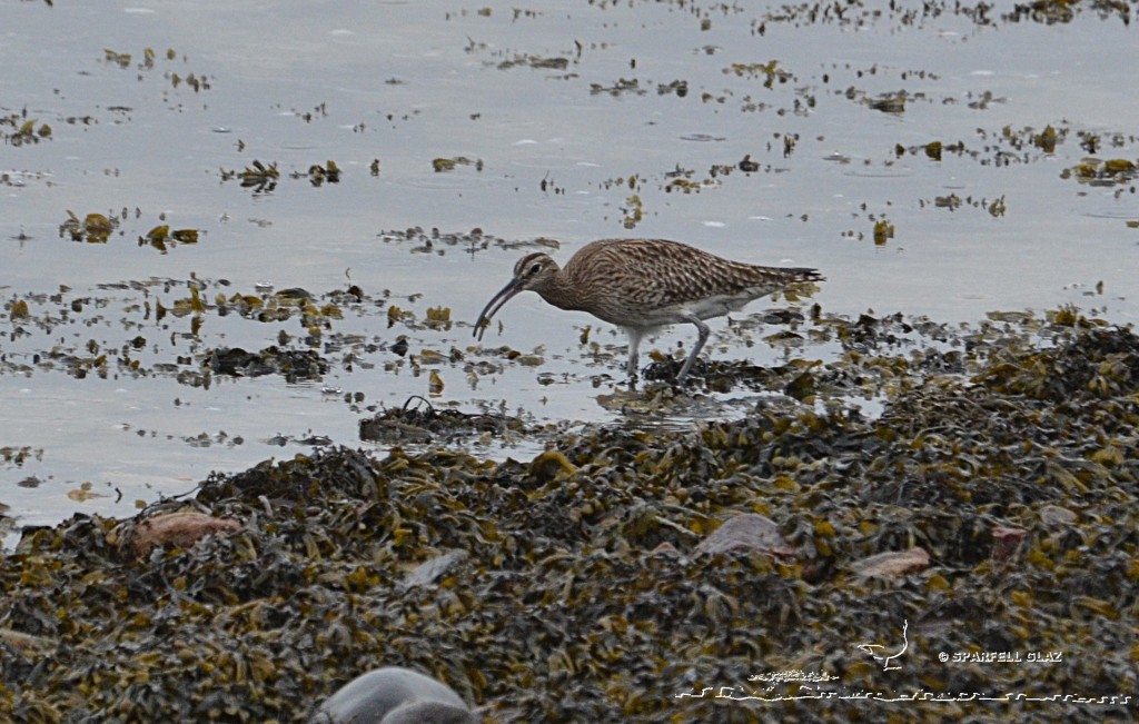 Courlis corlieu à la pêche aux crabes