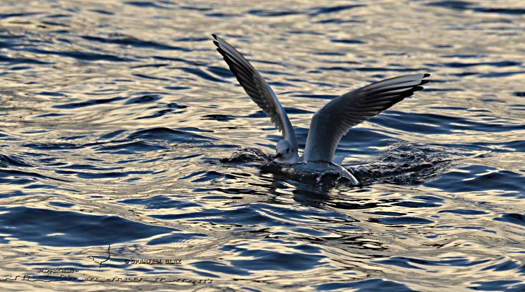 Mouette rieuse au bain