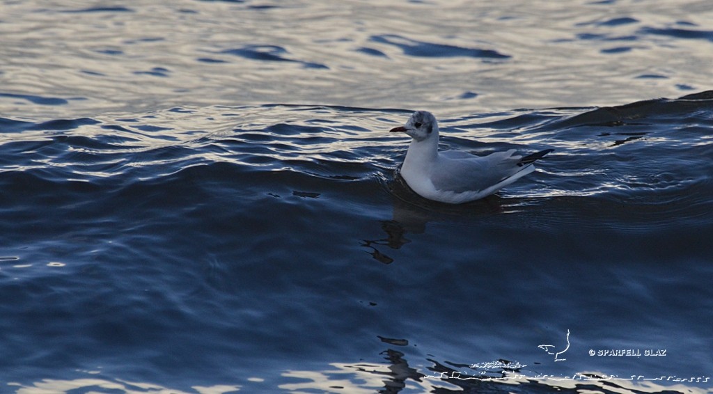 Mouette rieuse pêchant les invertébrés