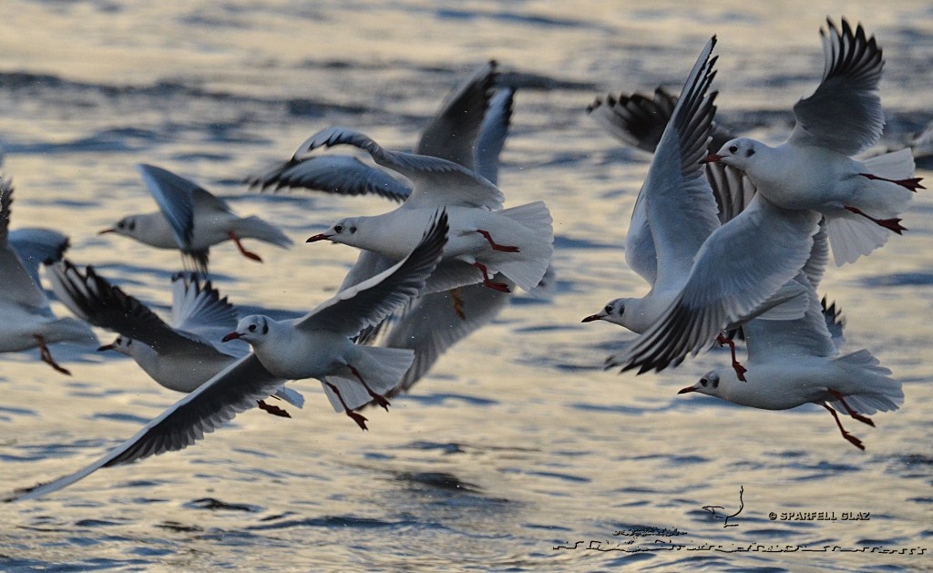 Mouettes rieuses pêchant les invertébrés