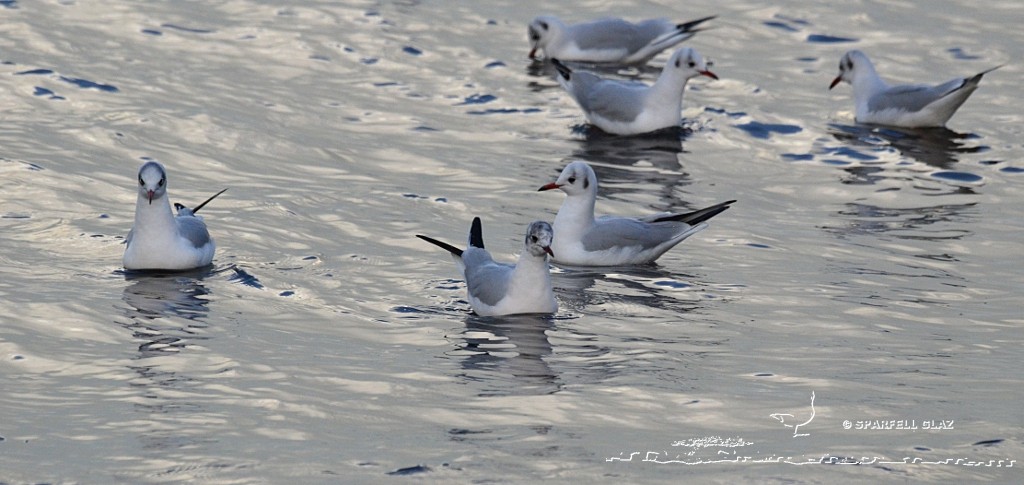 Mouettes rieuses pêchant les invertébrés