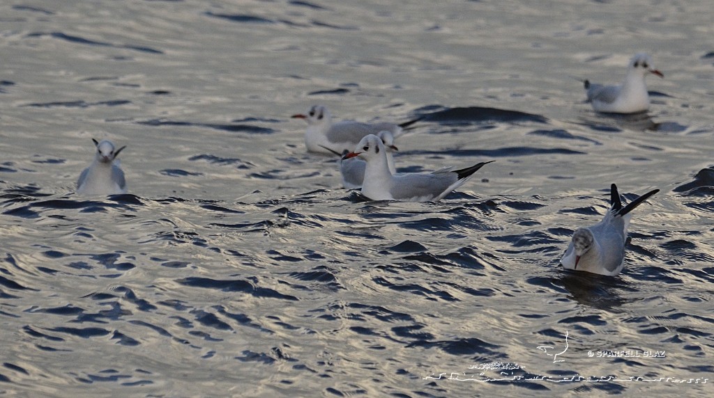 Mouettes rieuses pêchant les invertébrés