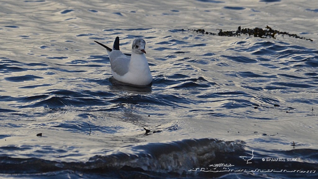 Mouette rieuse pêchant les invertébrés