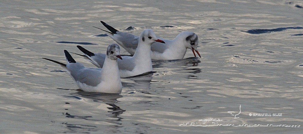 Mouettes rieuses pêchant les invertébrés