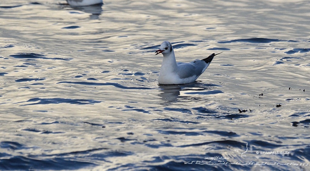 Mouette rieuse pêchant les invertébrés