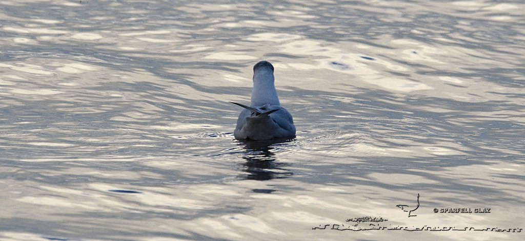 Mouette rieuse pêchant les invertébrés