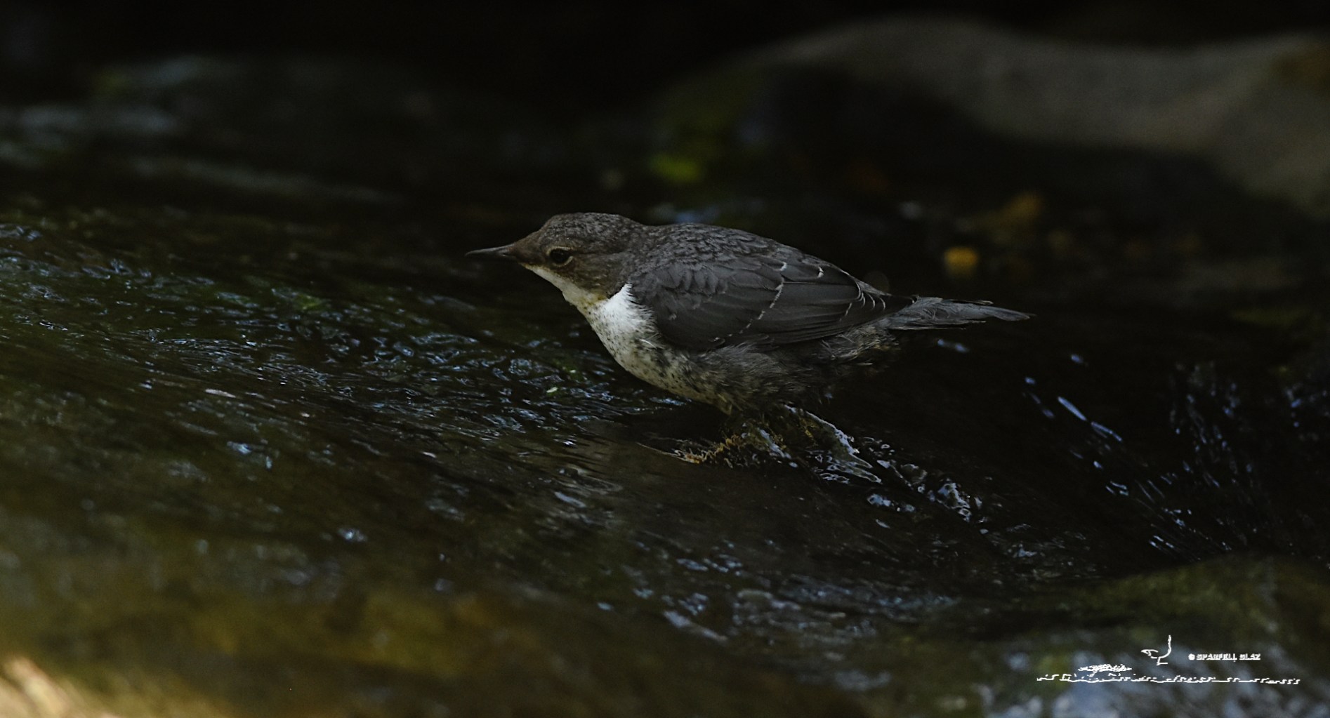 cincle plongeur en pêche dans un torrent
