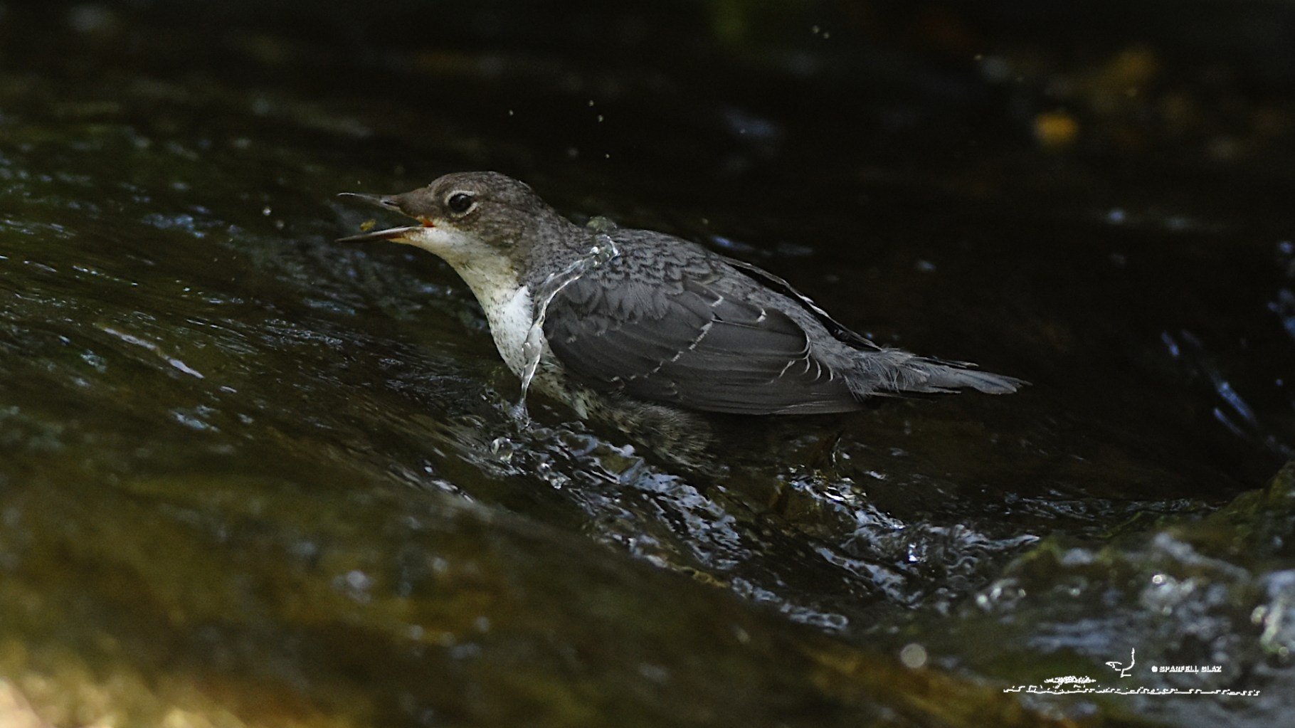 cincle plongeur en pêche dans un torrent