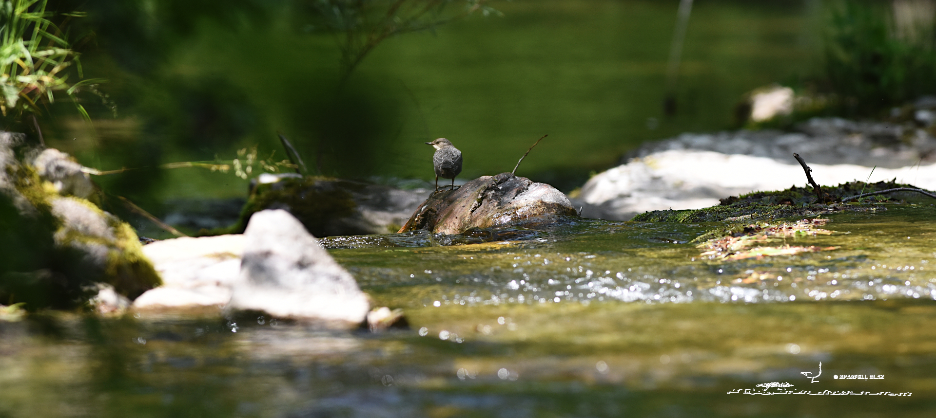 cincle plongeur au bord d'un torrent