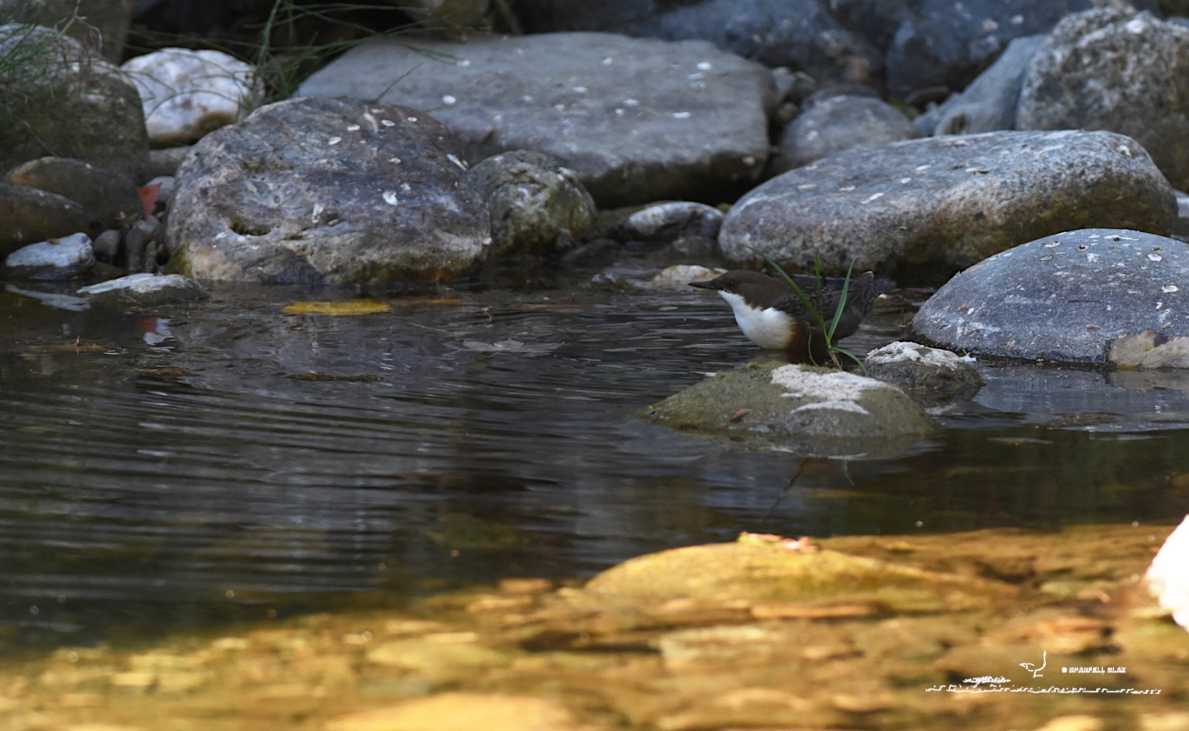 cincle plongeur adulte au bord de l'eau