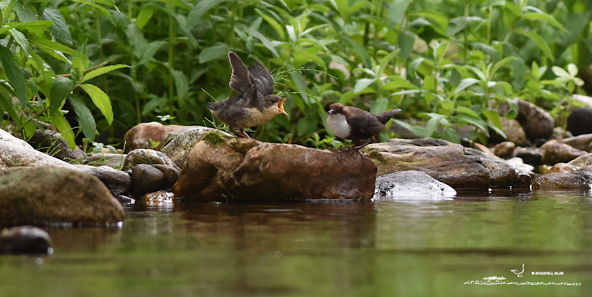 cincle plongeur adulte nourrissant un jeune au bord de l'eau
