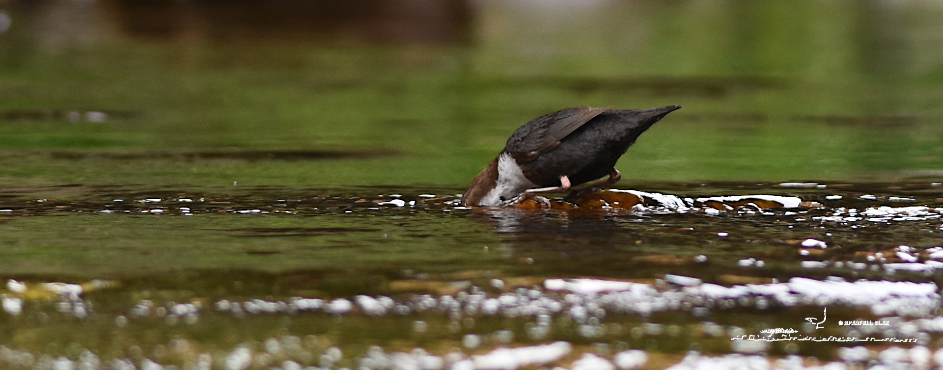 cincle plongeur adulte au bord de l'eau