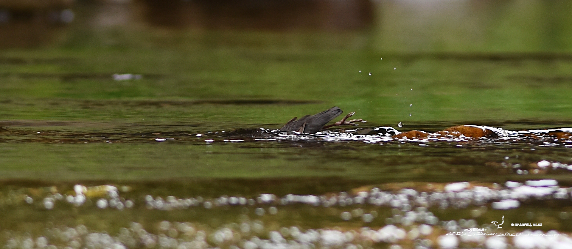 cincle plongeur adulte plongeant dans l'eau