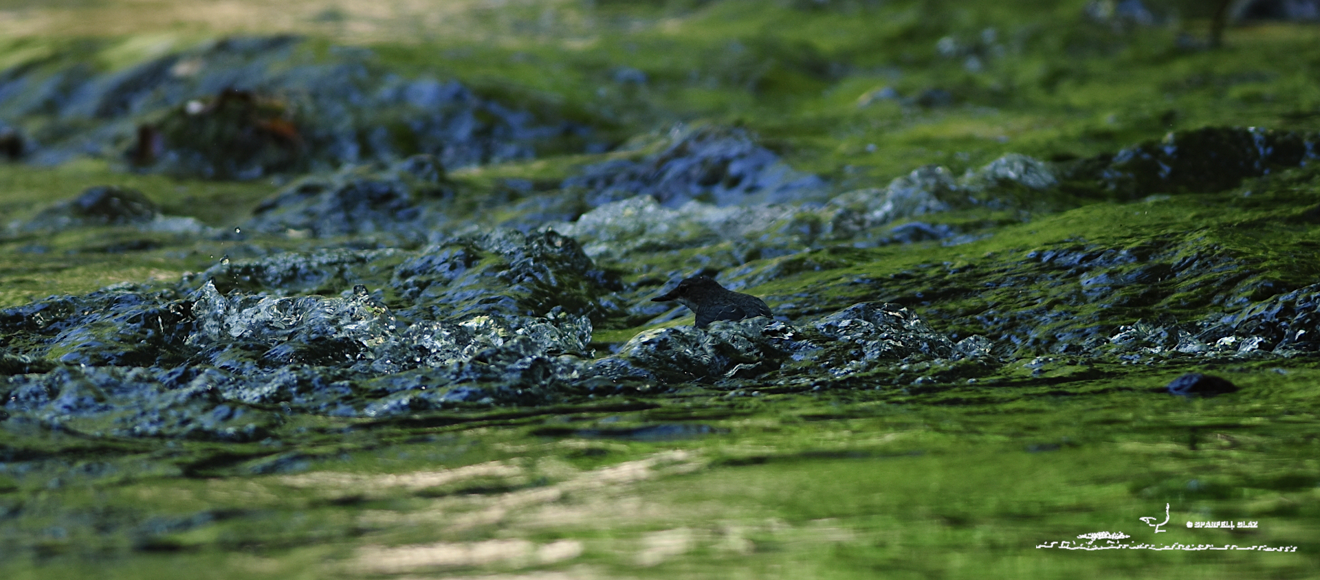 cincle plongeur en pêche dans un torrent