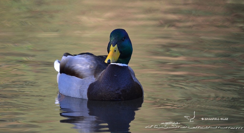 Canard colvert mâle en plumage nuptial
