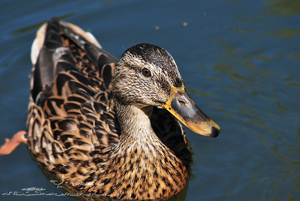 Canard colvert femelle
