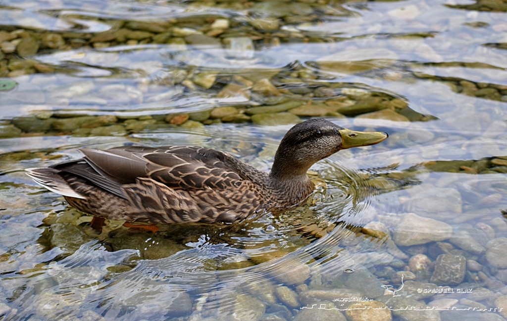 Canard colvert mâle