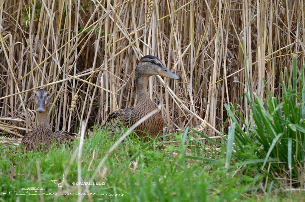Canards colverts