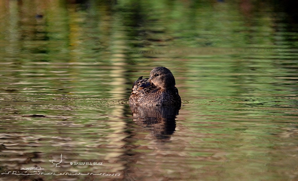 Canard colvert femelle
