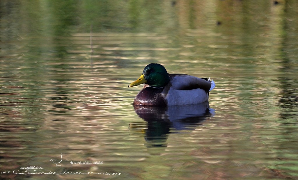Canard colvert mâle adulte en plumage nuptial