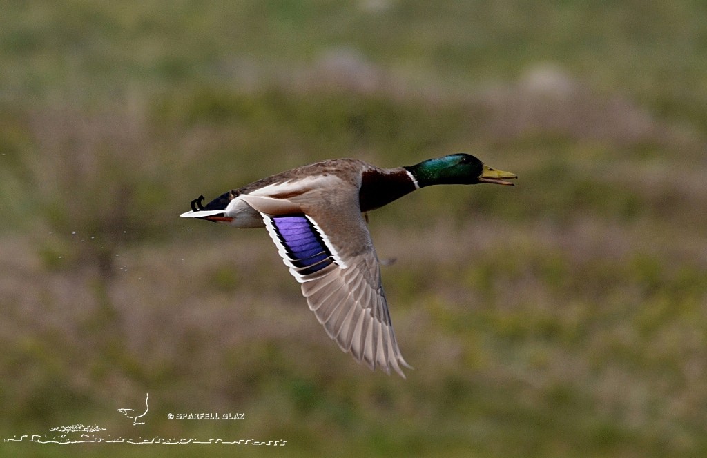 Canard colvert mâle adulte en vol