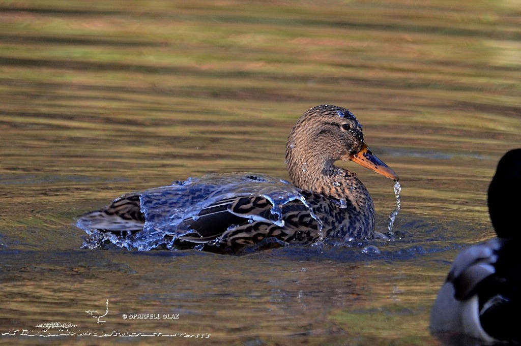 Canard colvert femelle se toilettant