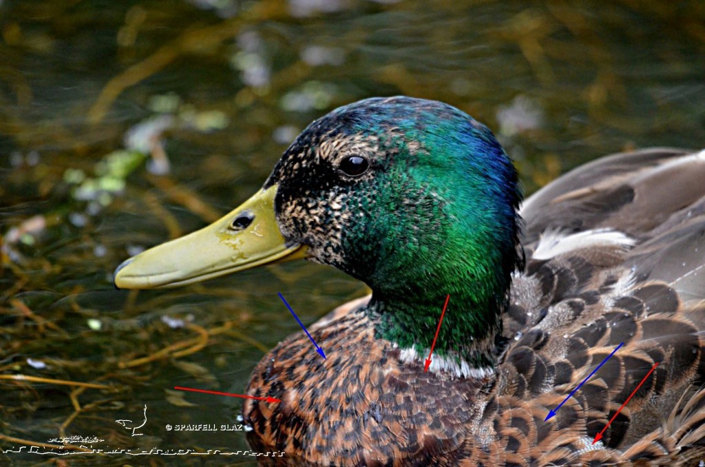 Canard colvert mâle en mue