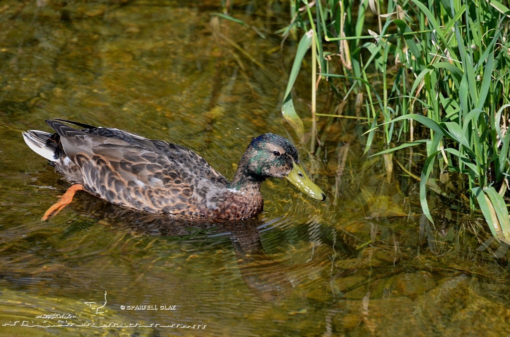 Canard colvert mâle en plumage d'éclipse, ou internuptial