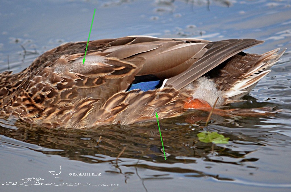 Canard colvert mâle en plumage d'éclipse, ou internuptial