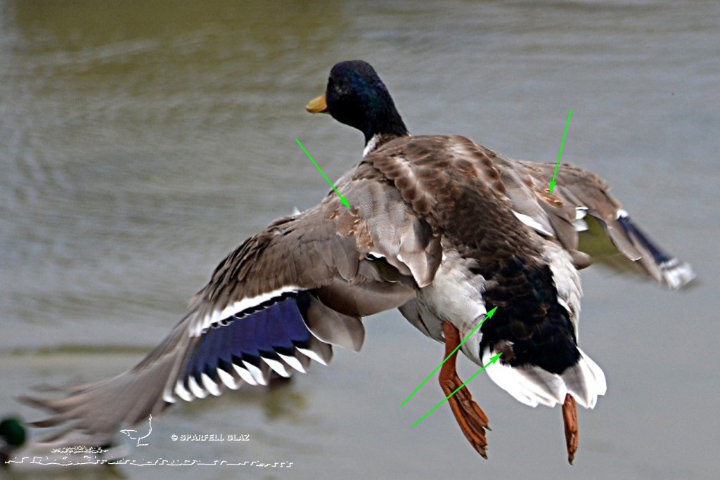 Canard colvert mâle en plumage nuptial