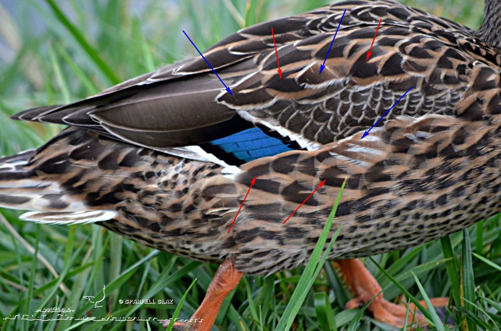 Canard colvert femelle