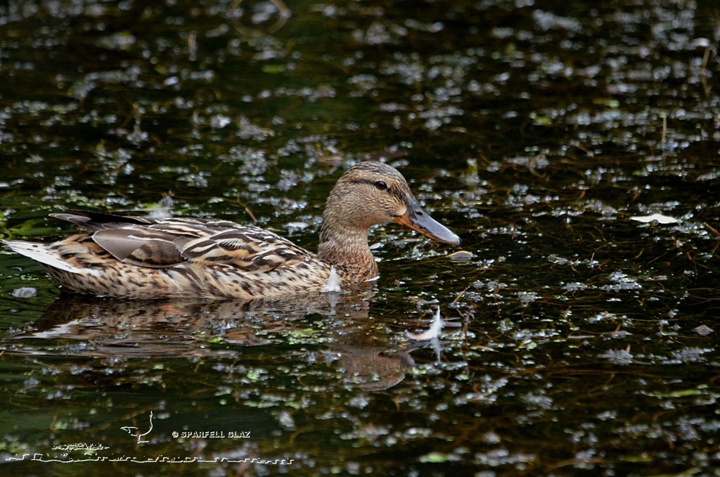 Canard colvert femelle