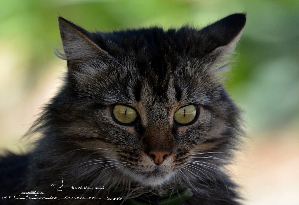 Chat domestique