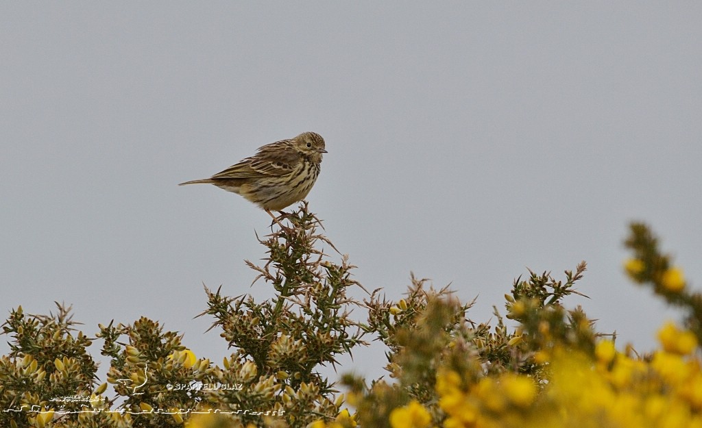 Pipit farlouse dans la lande