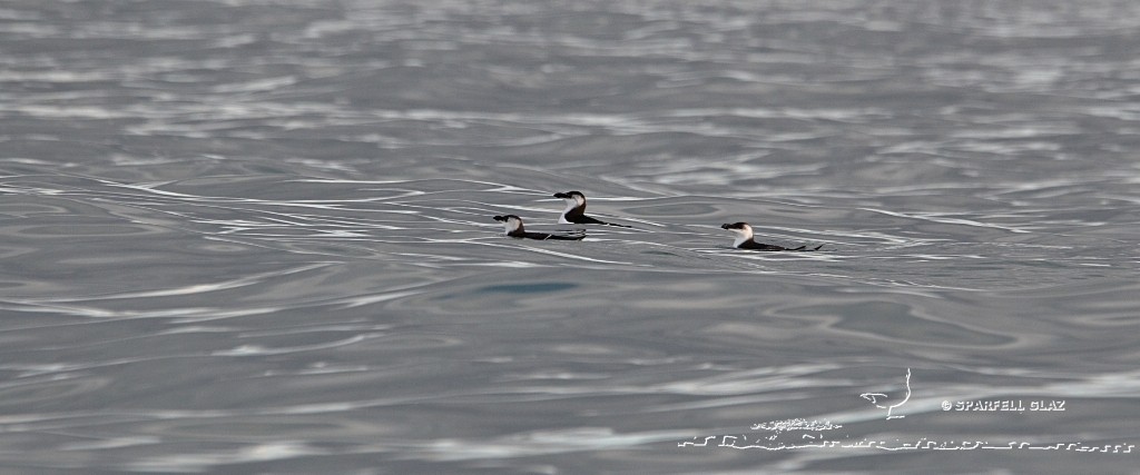 Pingouins tordas sur l'eau