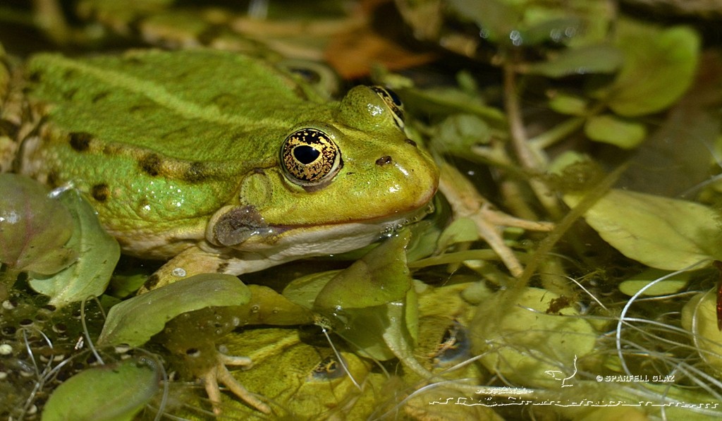 Grenouille verte