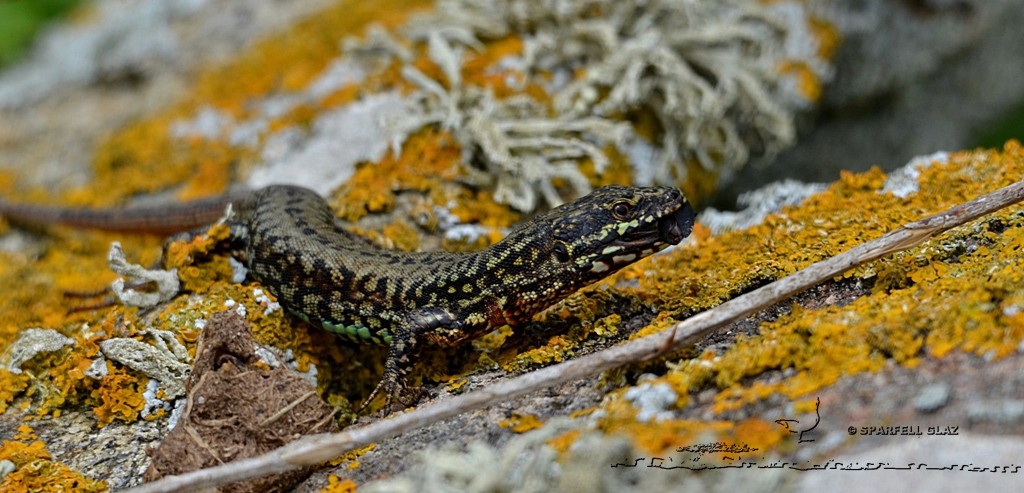 Lézard des murailles