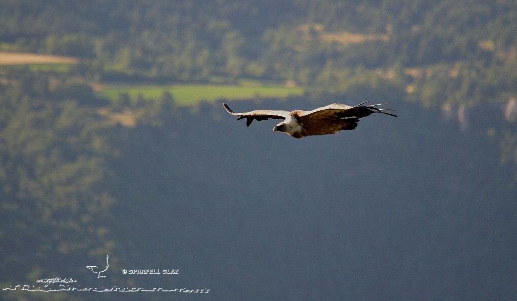 Vautour fauve