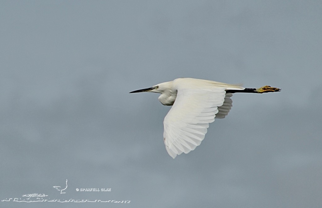 Aigrette garzette en vol