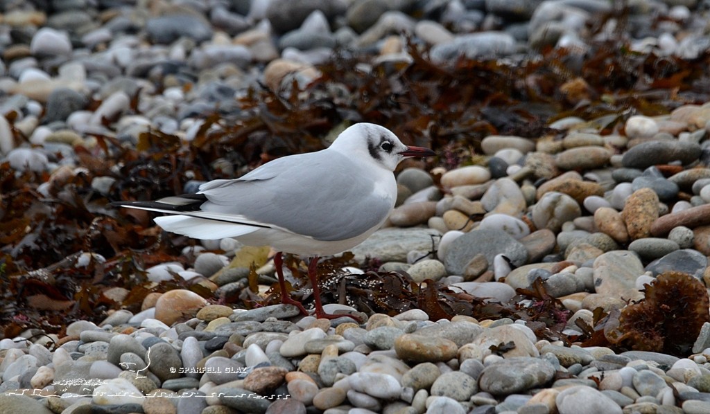 Mouette rieuse sur les galets