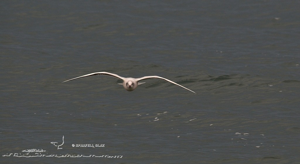 Mouette rieuse en vol