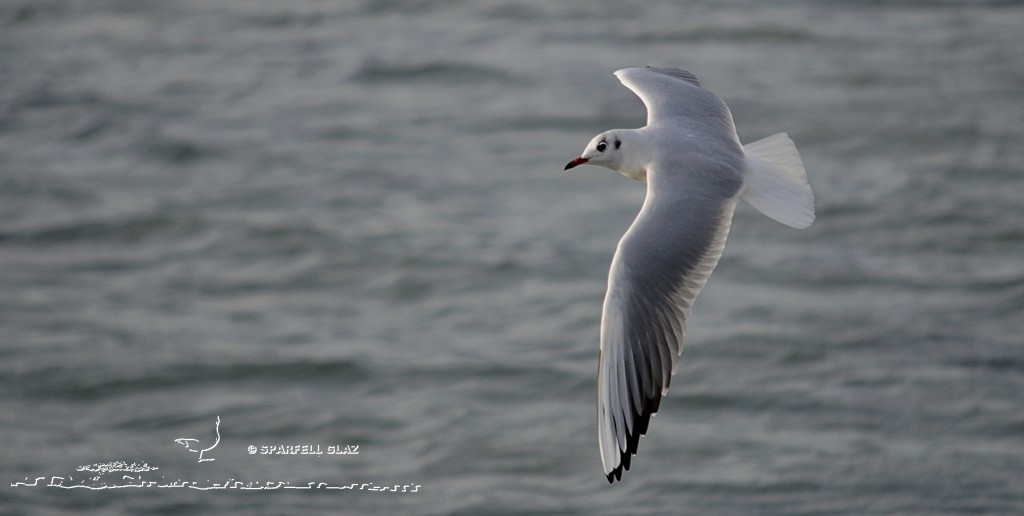 Mouette rieuse