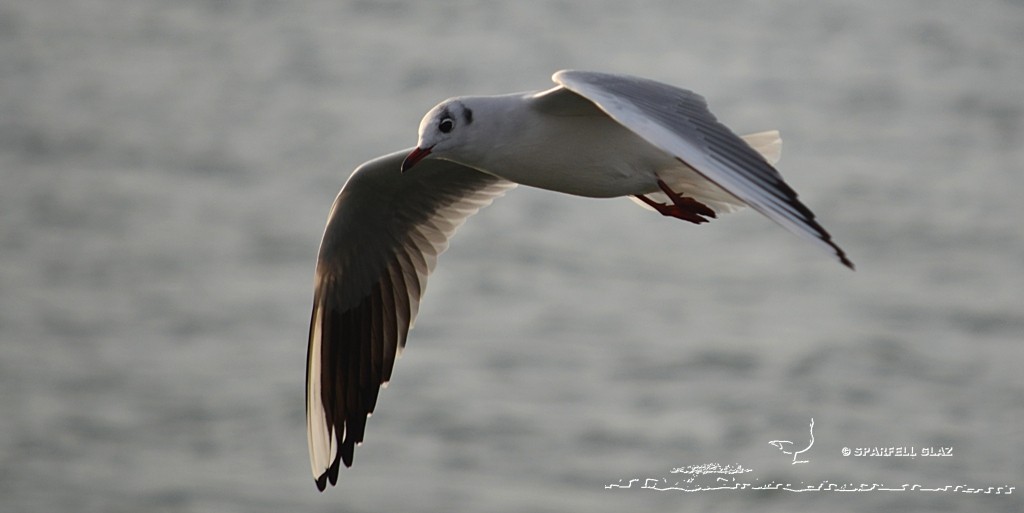 Mouette rieuse