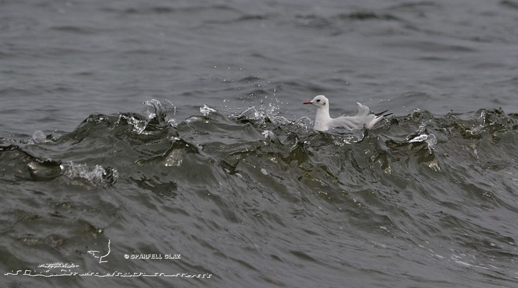 Mouette rieuse